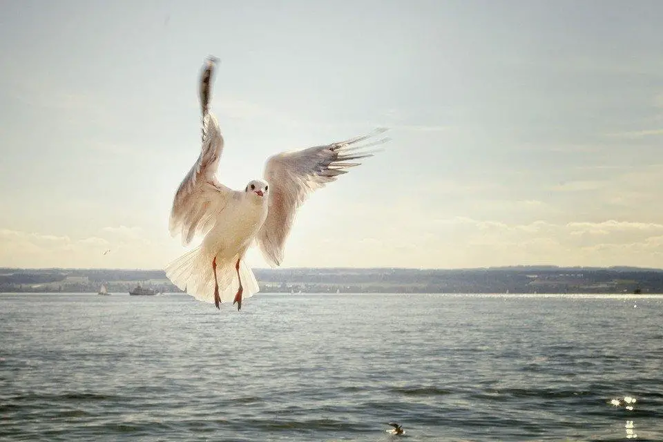 What Shutter Speed Should I Use For Flying Birds?